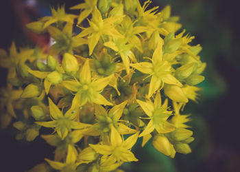 Close-up of yellow flowers blooming outdoors