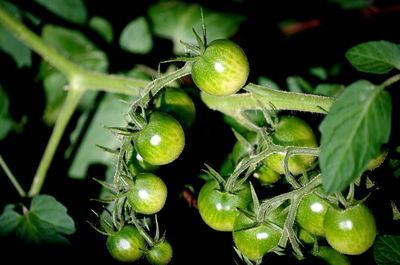 Close-up of berries growing on tree