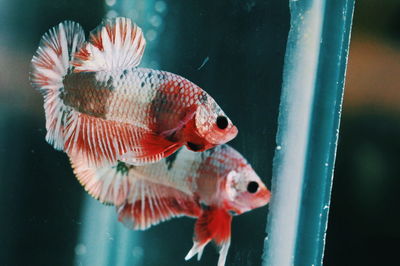 Close-up of fish swimming in sea