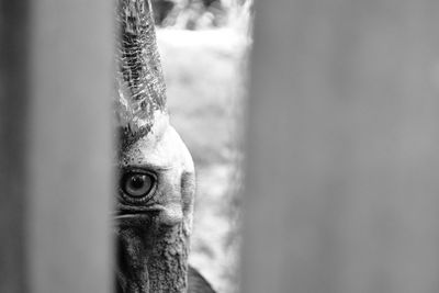 Close-up portrait of cassowary