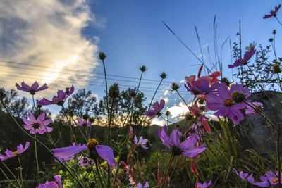 Close-up of purple flowers blooming in field