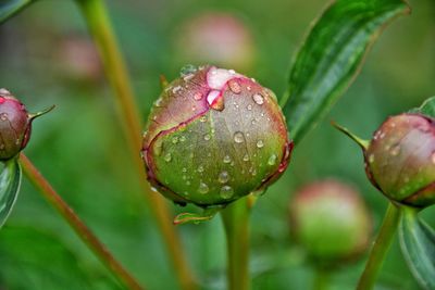 Close-up of wet plant