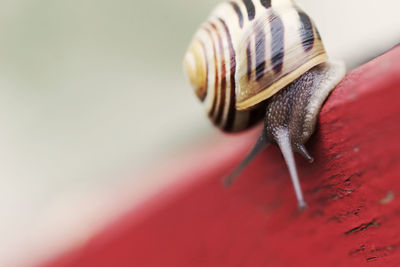 Close-up of snail on wood