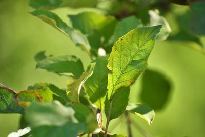 Close-up of green plant