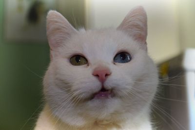 Close-up portrait of cat