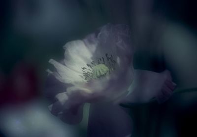 Close-up of flower against blurred background