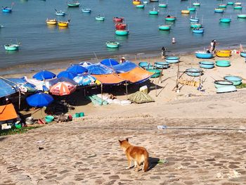 High angle view of dog on beach