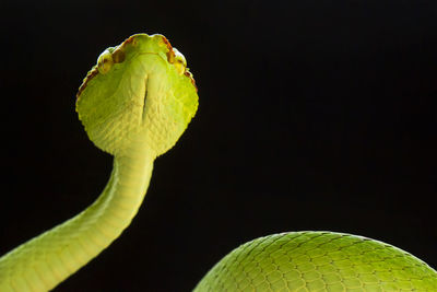 Close-up of green leaf against black background