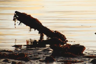 Driftwood at beach during sunset