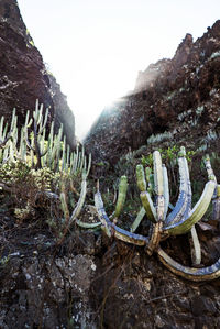 Plants growing on land against sky