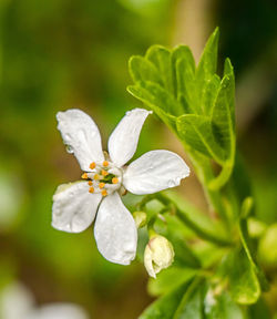 Close-up of white flower blooming outdoors