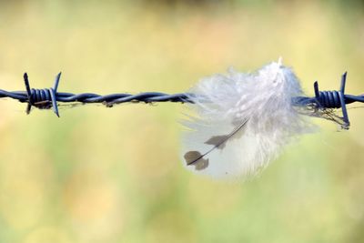 Close-up of catched feather 