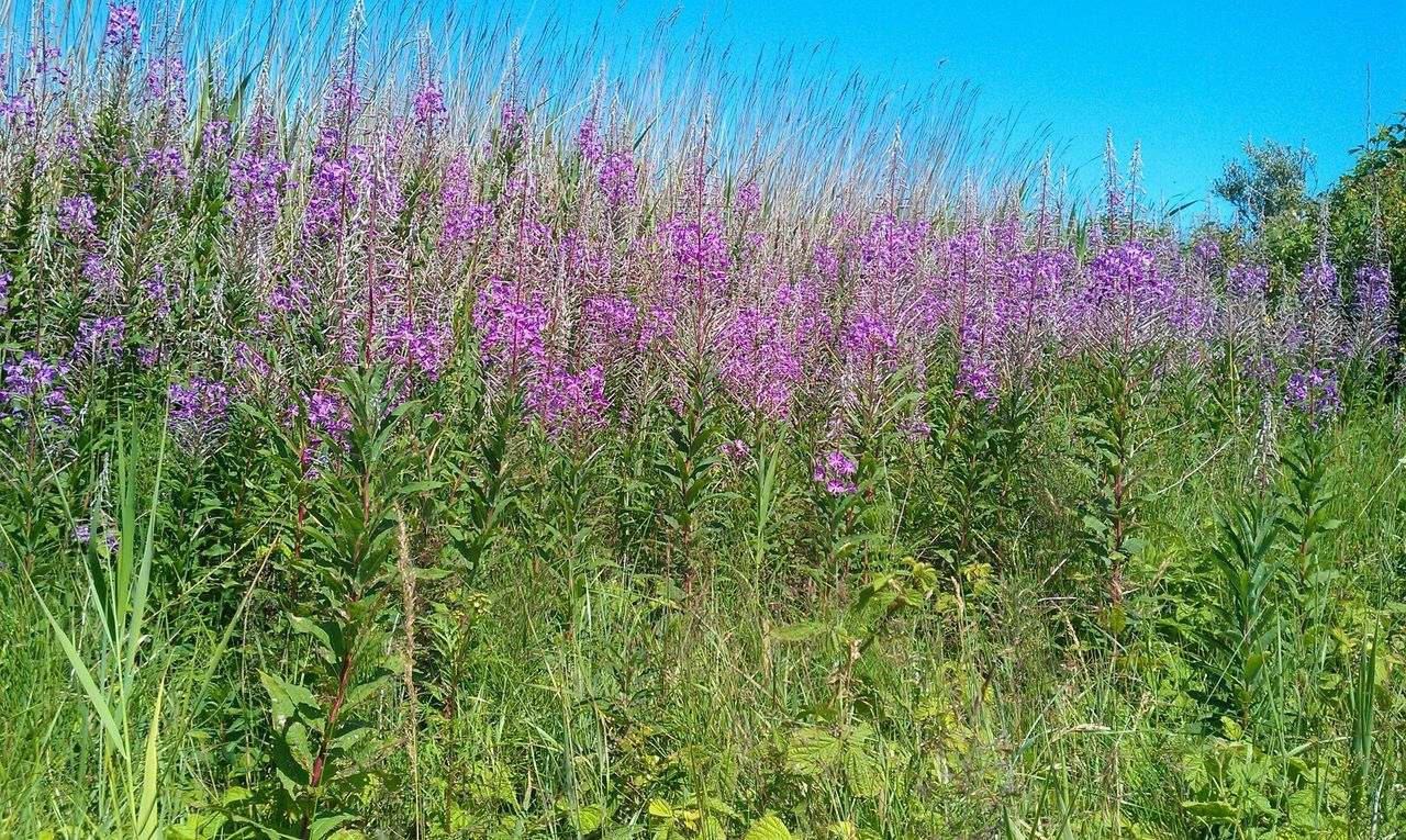 flower, growth, freshness, beauty in nature, field, fragility, plant, blue, nature, purple, grass, blooming, green color, in bloom, tranquility, clear sky, meadow, wildflower, tranquil scene, pink color