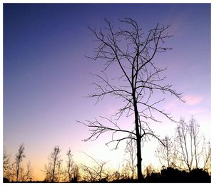 Low angle view of bare trees against sky at sunset