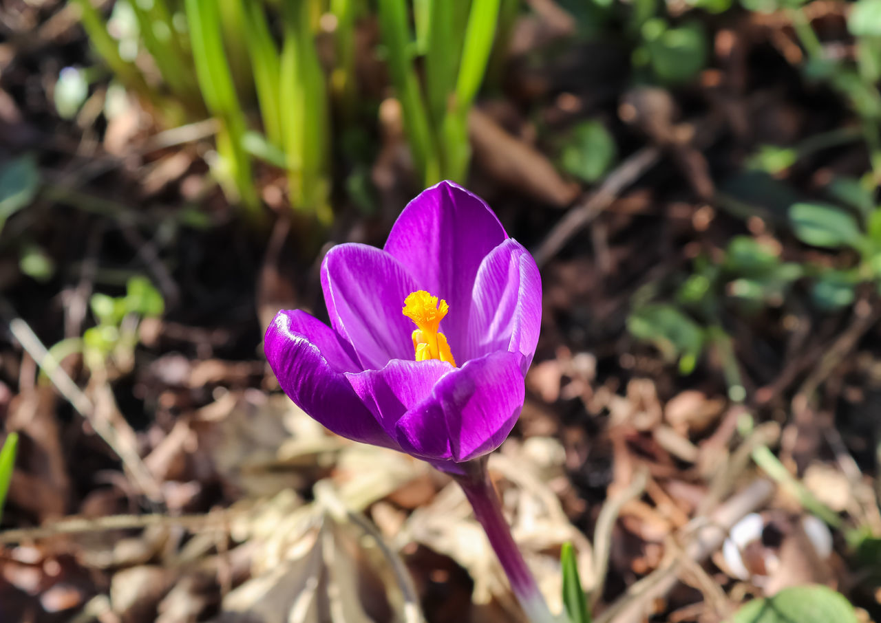 flowering plant, flower, plant, crocus, beauty in nature, freshness, petal, nature, purple, close-up, fragility, flower head, growth, inflorescence, iris, land, springtime, plant part, no people, leaf, wildflower, outdoors, botany, focus on foreground, pink, blossom, field, sunlight, day, macro photography, eco tourism, pollen, environment