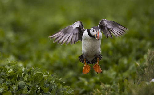 Atlantic puffin flying over plants