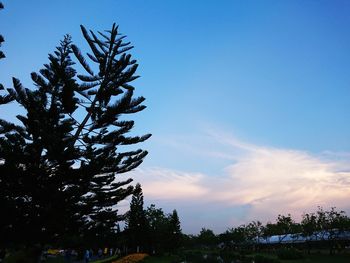 Low angle view of trees against sky