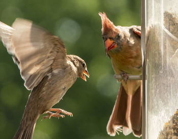 Close-up of birds perching