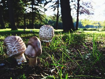 grass