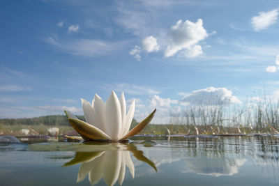 Close-up of water lily in lake against sky