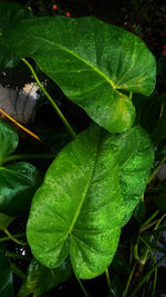 Close-up of wet plant leaves