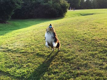 Dog on field