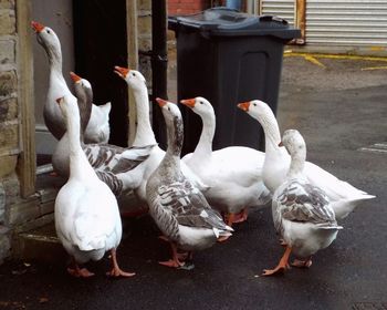 White swans