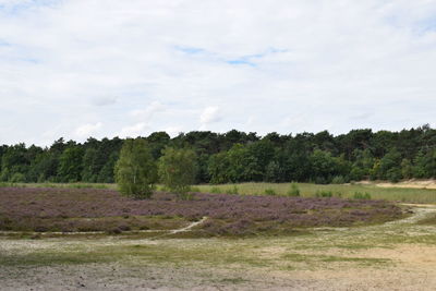 Trees on field against sky