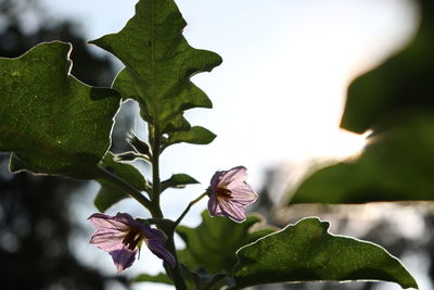 Close-up of purple flowering plant