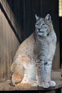 Close-up of lynx sitting outdoors