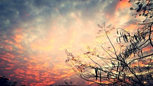 Low angle view of silhouette tree against sky during sunset