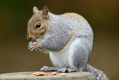 Close-up of squirrel eating food