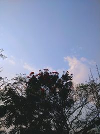 Low angle view of silhouette trees against sky