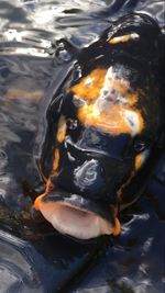 Close-up of koi fish in water