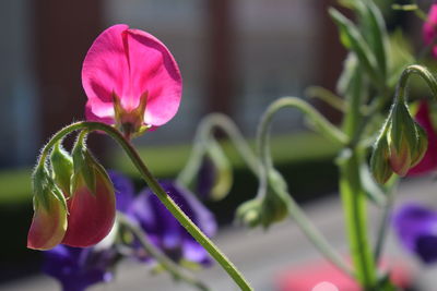 Close-up of pink flowering plant