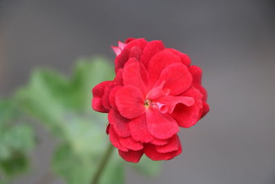 Close-up of red rose flower