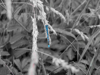 Close-up of plant against blurred background
