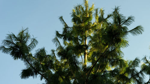 Low angle view of palm trees against clear sky