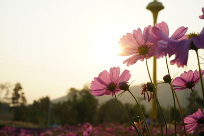 Close-up of pink cosmos flowers on field against clear sky