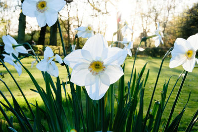 Close-up of white flowers blooming on field