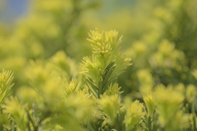 Close-up of plant against blurred background