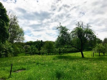 Trees on field against sky