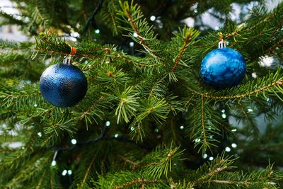 Close-up of christmas tree