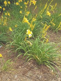 Yellow flowers growing in field