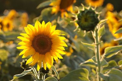 Close-up of yellow flowering plant