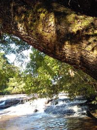 Scenic view of river flowing in forest