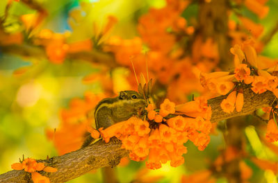 Close-up of bird perching on flower