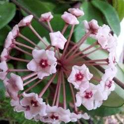 Close-up of pink flowers