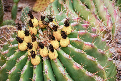 Close-up of cactus plant