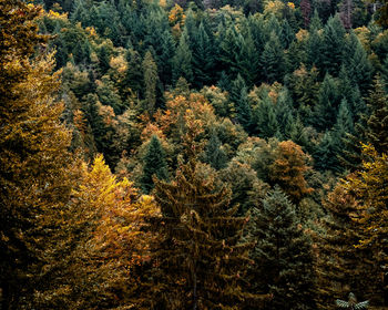 Pine trees in forest during autumn